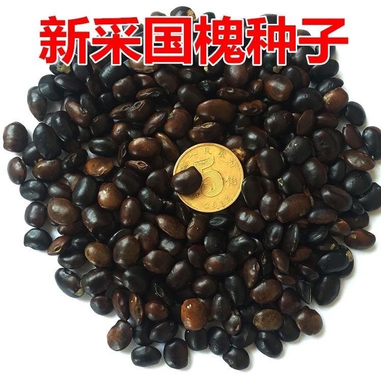 新采国槐种子速生国槐刺槐子黄花槐红花槐紫穗槐树种种子洋槐树籽