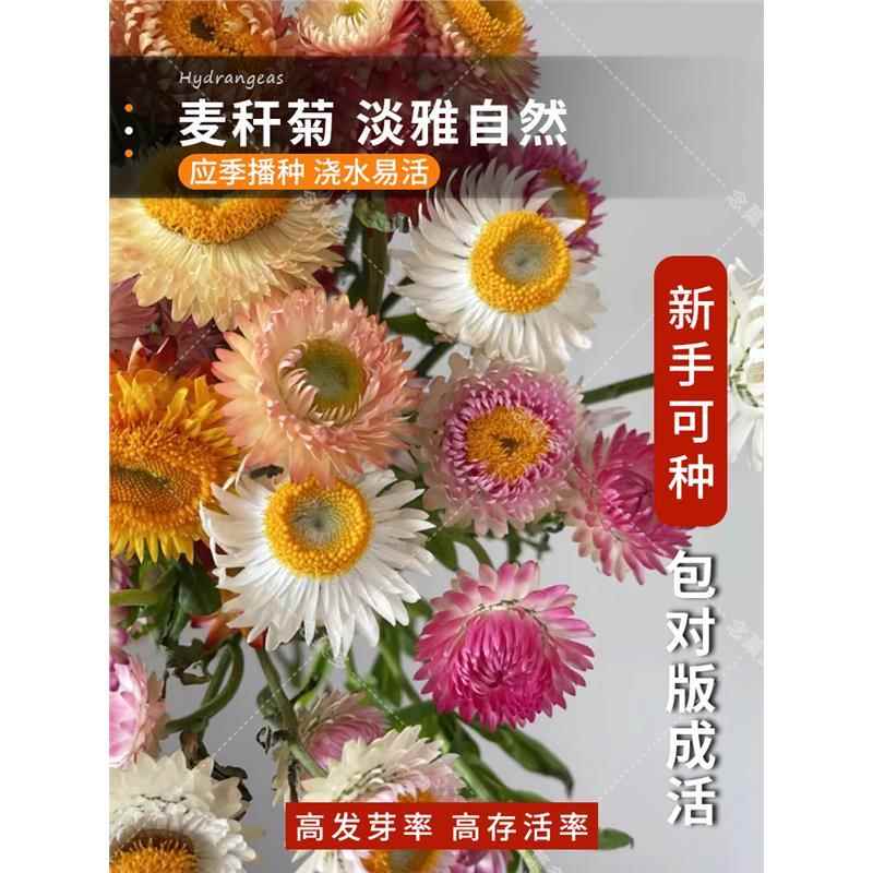 麦秆菊种子混色腊菊干花花花籽景观绿化盆栽花卉阳台园艺切花观菊