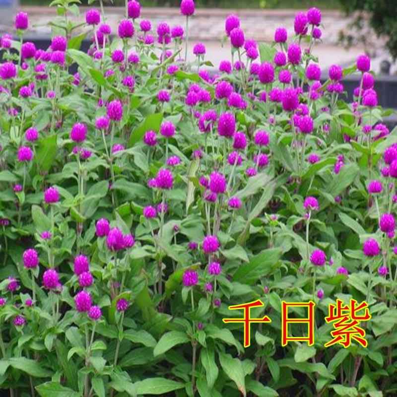 千日红种子千日紫观花种子百日红火球花景观绿化活易花籽包邮
