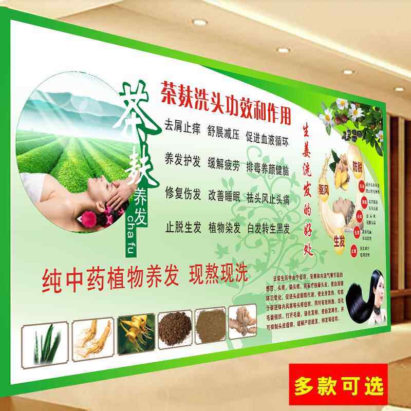 茶麸生姜洗头功效作用好处海报广告画植物中草药养护发挂图墙贴纸