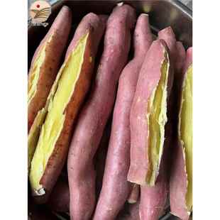 官方旗舰店陕栗板栗红薯新鲜临潼粉糯番薯地红苕沙黄白心红