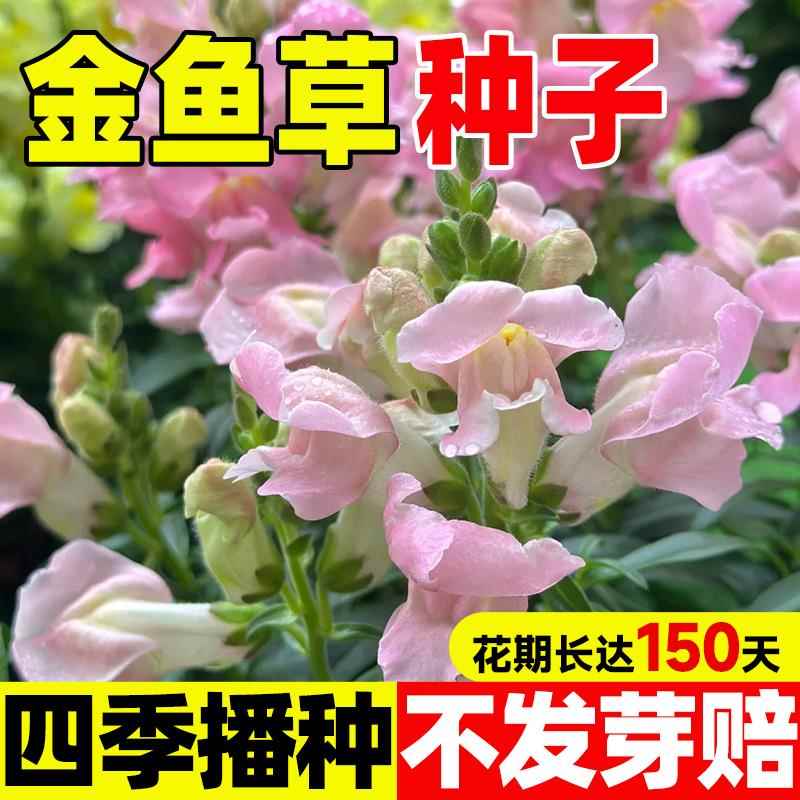 金鱼草花种子耐寒耐阴易活四季种室内外阳台盆栽庭院宿根花种籽孑