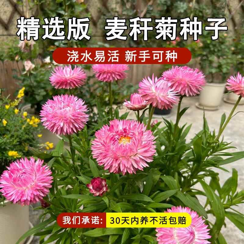 麦秆菊种子混色腊菊干花菊花籽景观绿化盆栽花卉阳台园艺切花观花