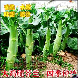 夏陽正播種 菜鮮 脆蘭雞腿秋甜芥芥花新蔬生宗甜盆臺藍(lán)吃種植