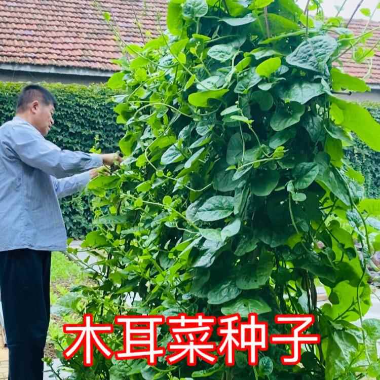 种植木耳菜种子】圆叶木耳菜种子夏季耐热蔬菜播种【小院阳台盆栽