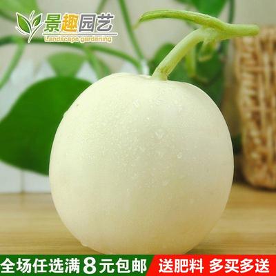 糖白合沙适瓜蜜瓜种季四播子好吃高糖汁多庭院度甜阳冰台栽果培