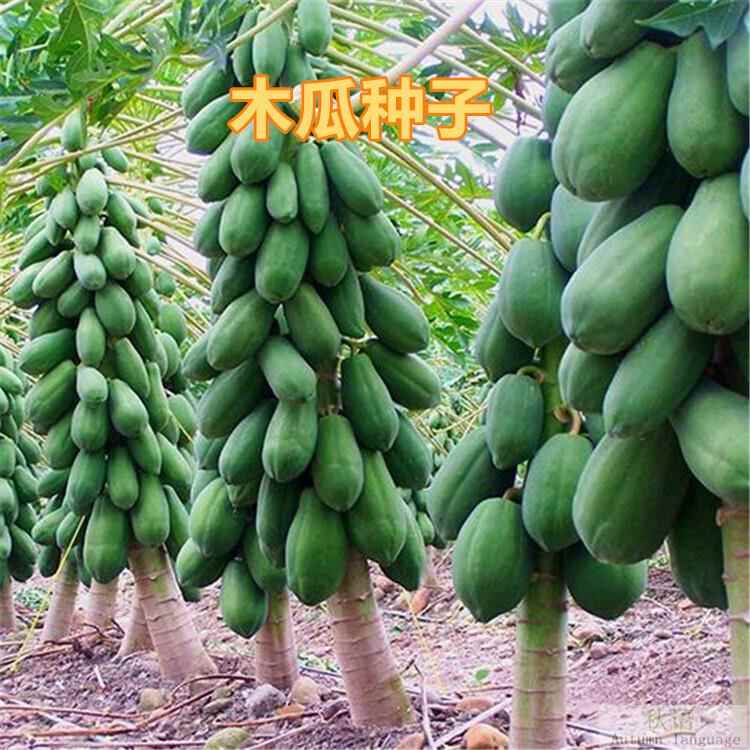 果种子番木木瓜红子 海心南瓜 子种奶牛木瓜籽树多上树熟薄种皮汁