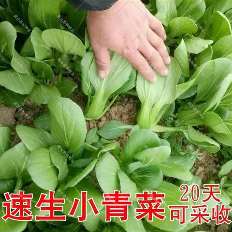 矮脚苏州青小油菜种子青菜籽菜籽海青蔬上四季冬季种植盆栽大新种