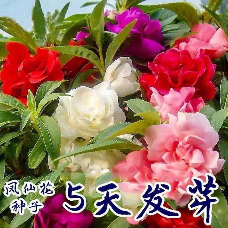 重瓣凤仙花种子指甲花凤仙茶花四季播家庭活多年生易花盆花卉种子