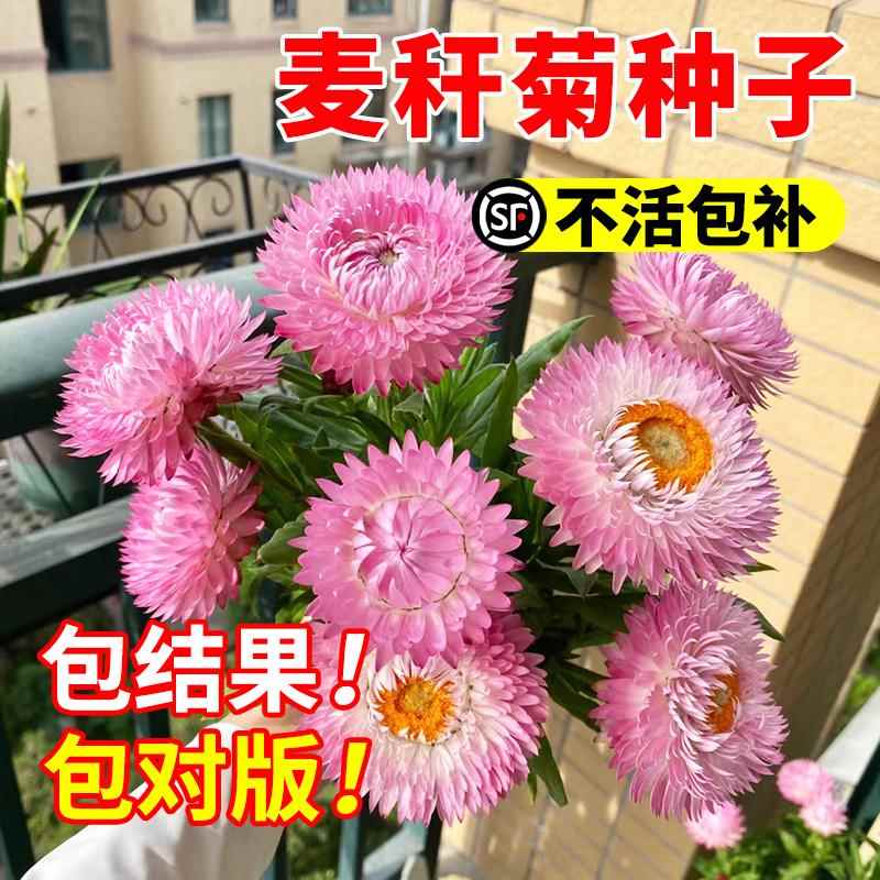 麦秆菊种子混色腊菊干花菊花籽景观绿化盆栽花卉园艺阳台切花观花