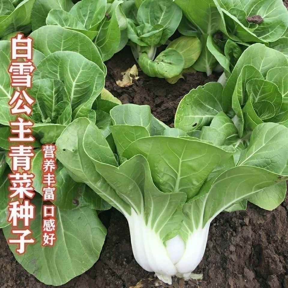 湘矮白主白种籽子香二号潭玉雪公脚田小栽白奶菜大新盆蔬种菜白菜