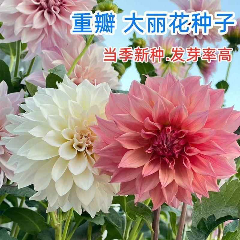 新疆包邮四季易小丽大丽花活植物盆栽庭院室外草花种籽大丽花种子