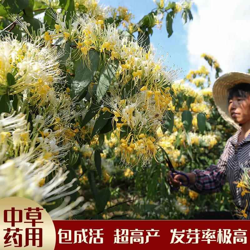 金银四季花种子金银花材可食用泡茶种子忍冬药用植物庭院花籽包邮