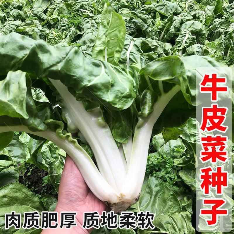 大叶白梗牛皮菜种子饭迟唛厚皮达根菜种菜猪婆菜种籽农家蔬菜种孑
