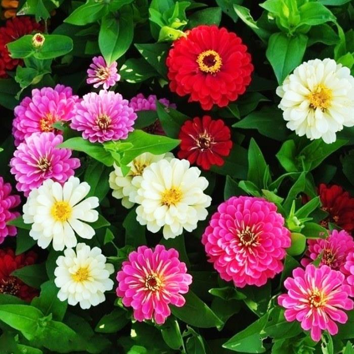 翠菊园林景观 四季播种子园艺绿化鲜花种子 花卉植物 包邮