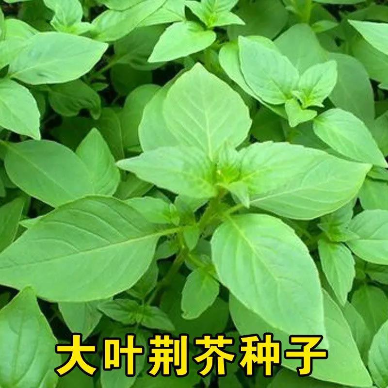 园艺叶荆芥种子荆菜种籽春夏秋可播防暑调味异香绿叶辛蔬菜家庭大