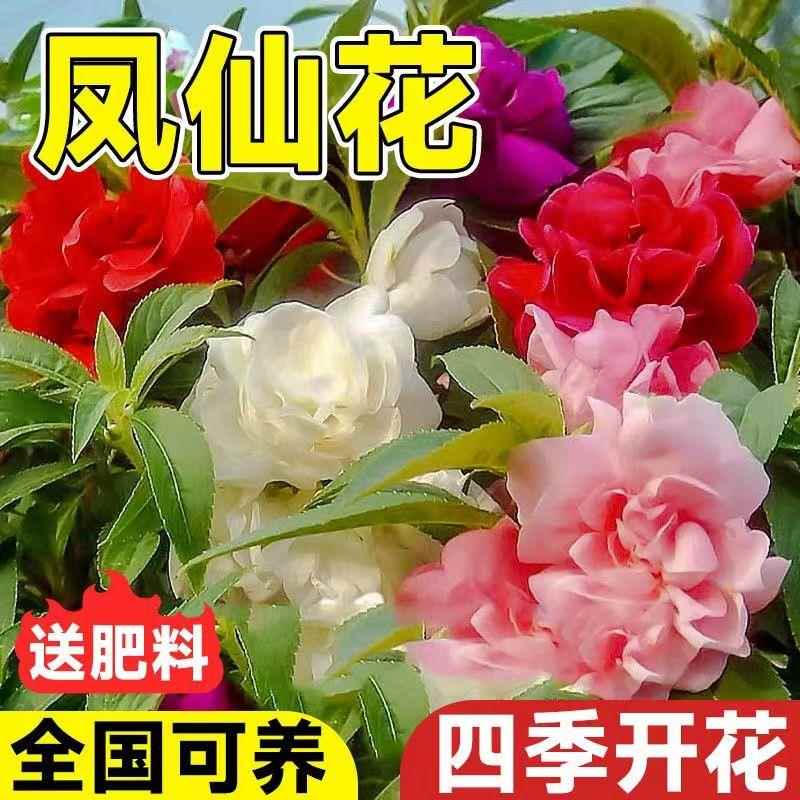 【重瓣茶花凤仙花种子七彩多色可染指甲花种子】小凤仙四季庭院2