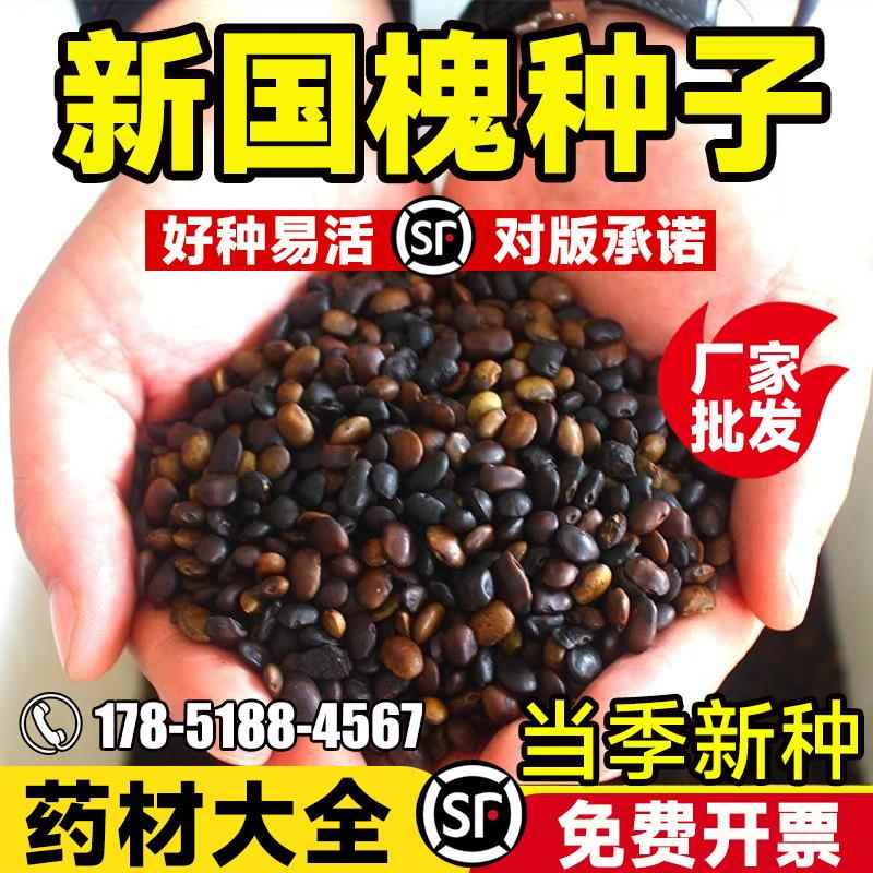 新采国槐种子速生国槐树种子黄花槐红花槐刺槐种子紫穗槐刺槐籽树