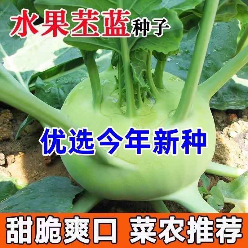 天津球茎甘蓝苤蓝种子生吃水果绿苤蓝四季春秋栽培青种子蔬菜种子