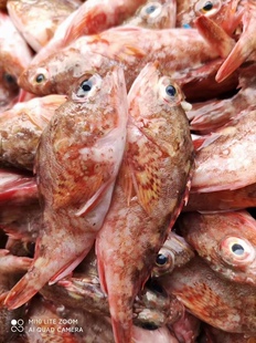 野生海钓石翁鱼新鲜海捕海鲜水产鲜活小石九公虎头红斑鱼