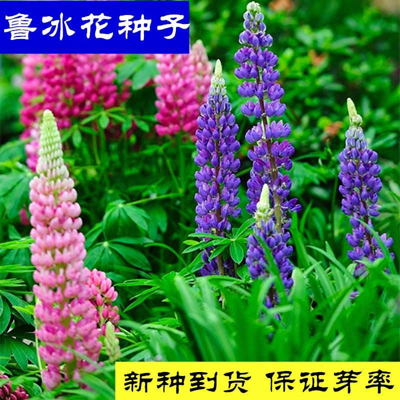 耐多年生种子鲁冰花 寒盆栽花卉四季植物羽扇豆种子 花海景观绿化