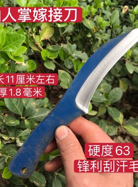 仙人掌嫁接锋钢蟹爪兰火龙果