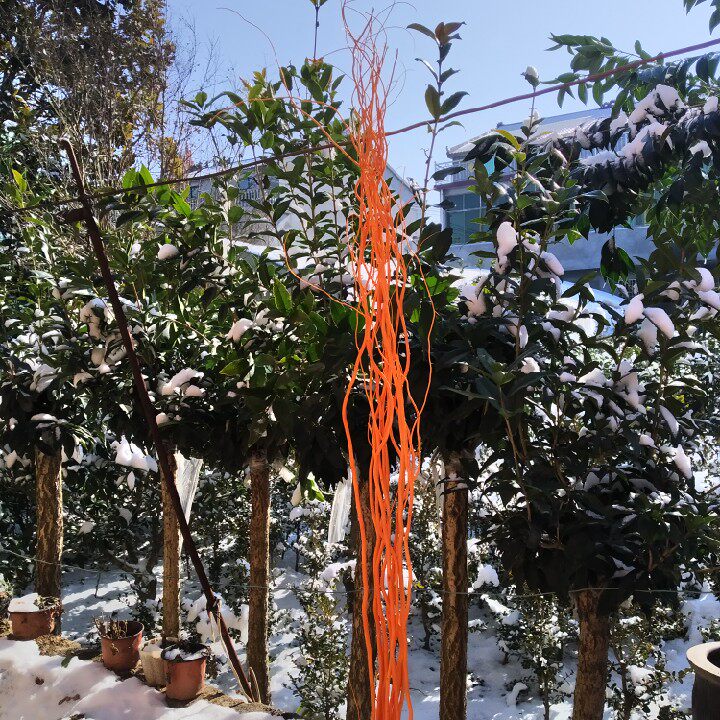 云龙柳干枝 图片 价格 多少钱 什么值得买