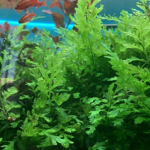 黑木蕨青木蕨阴性水草真水草鱼缸草缸造景植物布景活体自养水中叶
