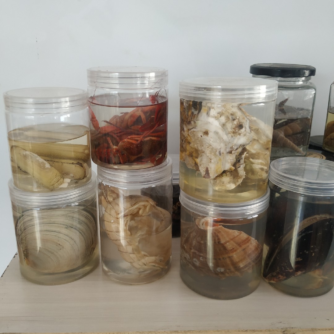 虾，蟹，贝壳类浸泡标本中学生物实验器材教具