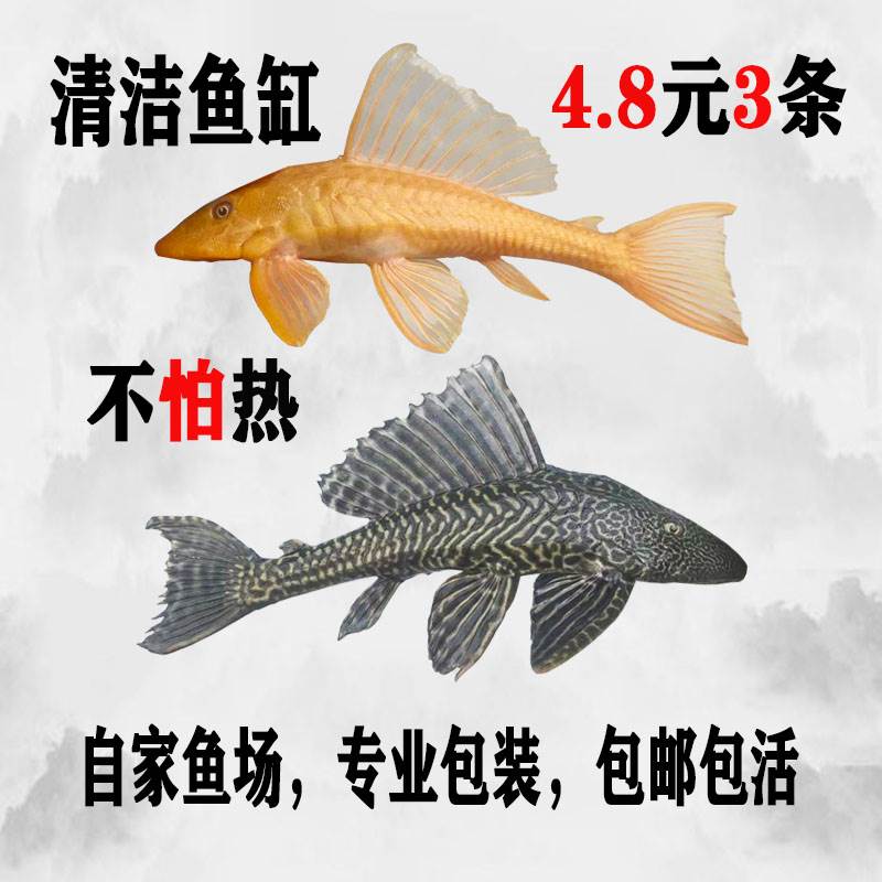 鱼缸琵琶鱼,琵琶鱼(第9页)_大山谷图库