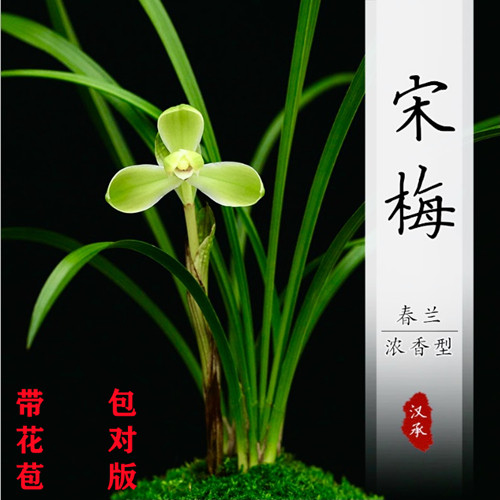 兰花春兰宋梅盆栽植物室内四季春兰浓香带花苞客厅宋梅名贵兰花苗