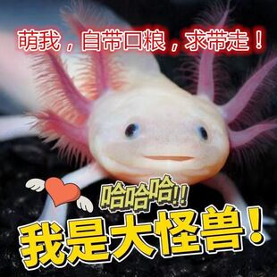 蝾螈六角恐龙鱼水族宠物鱼家庭观赏鱼淡水鱼好养活冷水不打氧耐活