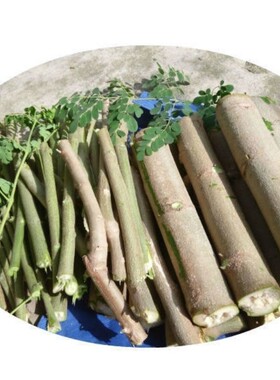 新鲜现砍辣木树枝印度辣木茎生辣木老茎 辣木枝叶广东种植枝条