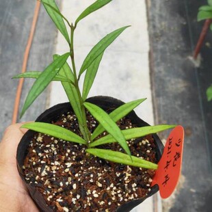 hoya pauciflora  少花球兰