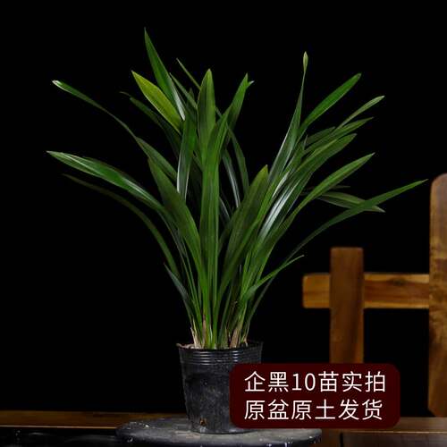 兰花苗墨兰企黑名贵品种室内四季好养活兰草盆栽浓香型花卉