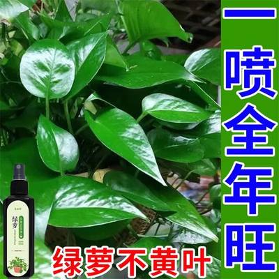 绿箩营业液【永不黄叶】水培肥料D专用叶子发黄烂根催新芽叶面肥