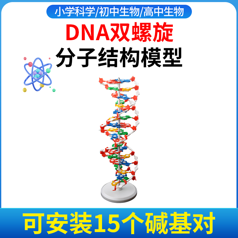 学生用DNA双螺旋结构模型遗传基因染色体双链脱氧核苷酸链碱基对