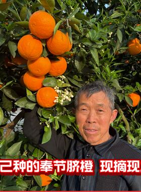 正宗重庆奉节脐橙5斤/9斤原产地现摘现发京东顺丰包邮坏果包赔