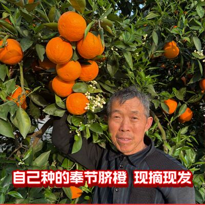 正宗重庆奉节脐橙5斤/9斤原产地现摘现发京东顺丰包邮坏果包赔