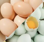 孟良崮纯粮高山散养土鸡蛋五十枚顺丰 包邮