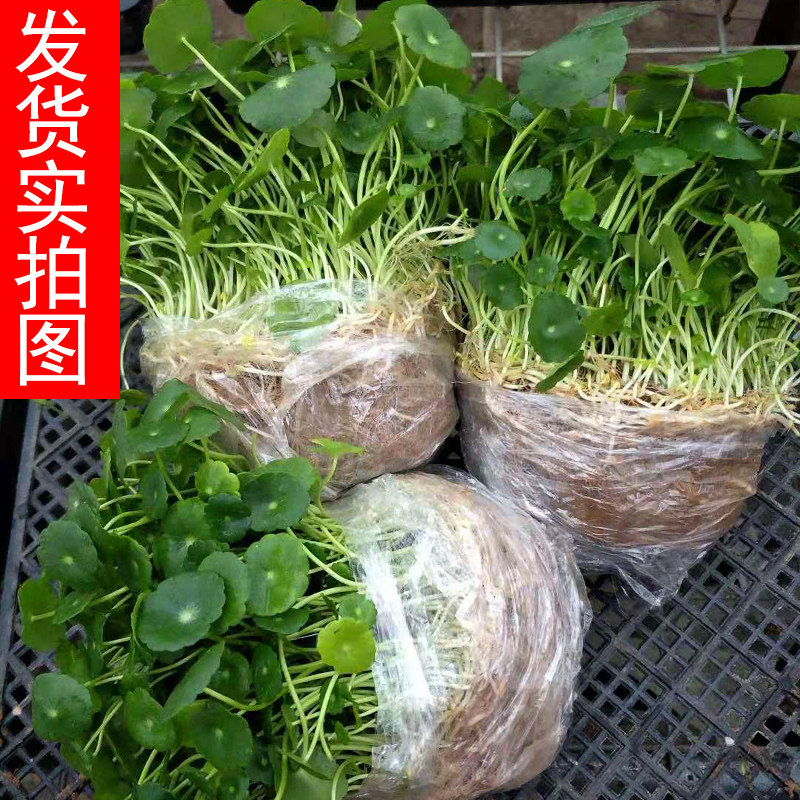 水培铜钱草植物桌面绿植铜钱草盆栽水养植物金钱草铜钱草带叶发货,鲜花速递/花卉仿真/绿植园艺,绿植,淘宝优惠券,粉丝福利购,淘宝优惠卷
