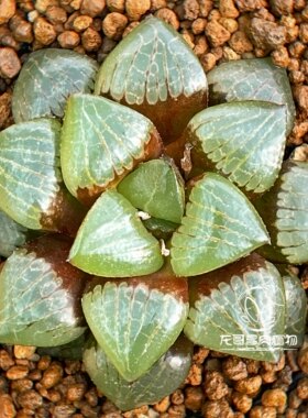 日月潭寿 玉露十二卷 龙哥多肉植物 绿植盆栽 一物一拍