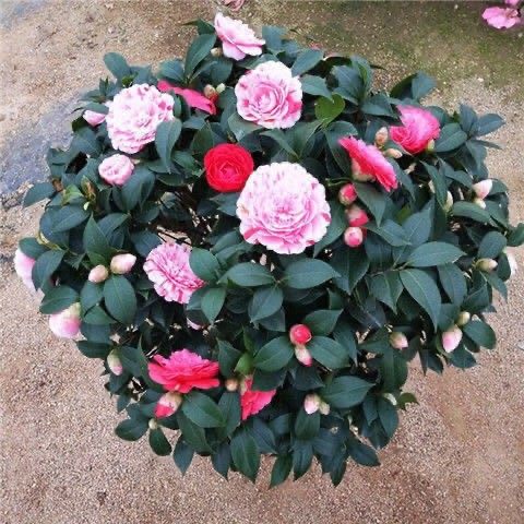 绿植茶花苗盆景庭院五色赤丹
