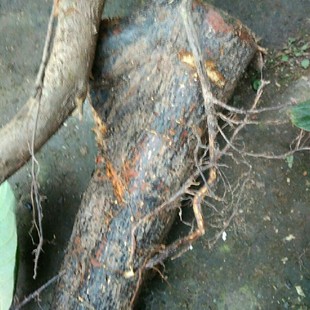 中药材枇杷树根 当季晒干新鲜500g 枇杷叶茶 枇杷根 琵琶树根