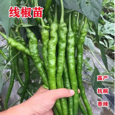 高产线椒辣椒苗长青椒尖椒二荆条南方春季菜种籽子孑盆栽蔬菜苗秧