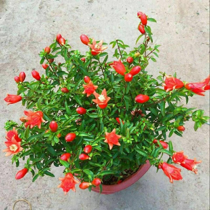 绿植四季开花易活盆景办公室植物