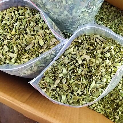 野生天然日晒油柑叶人工筛选无梗枕芯材料当季余柑叶当枕头
