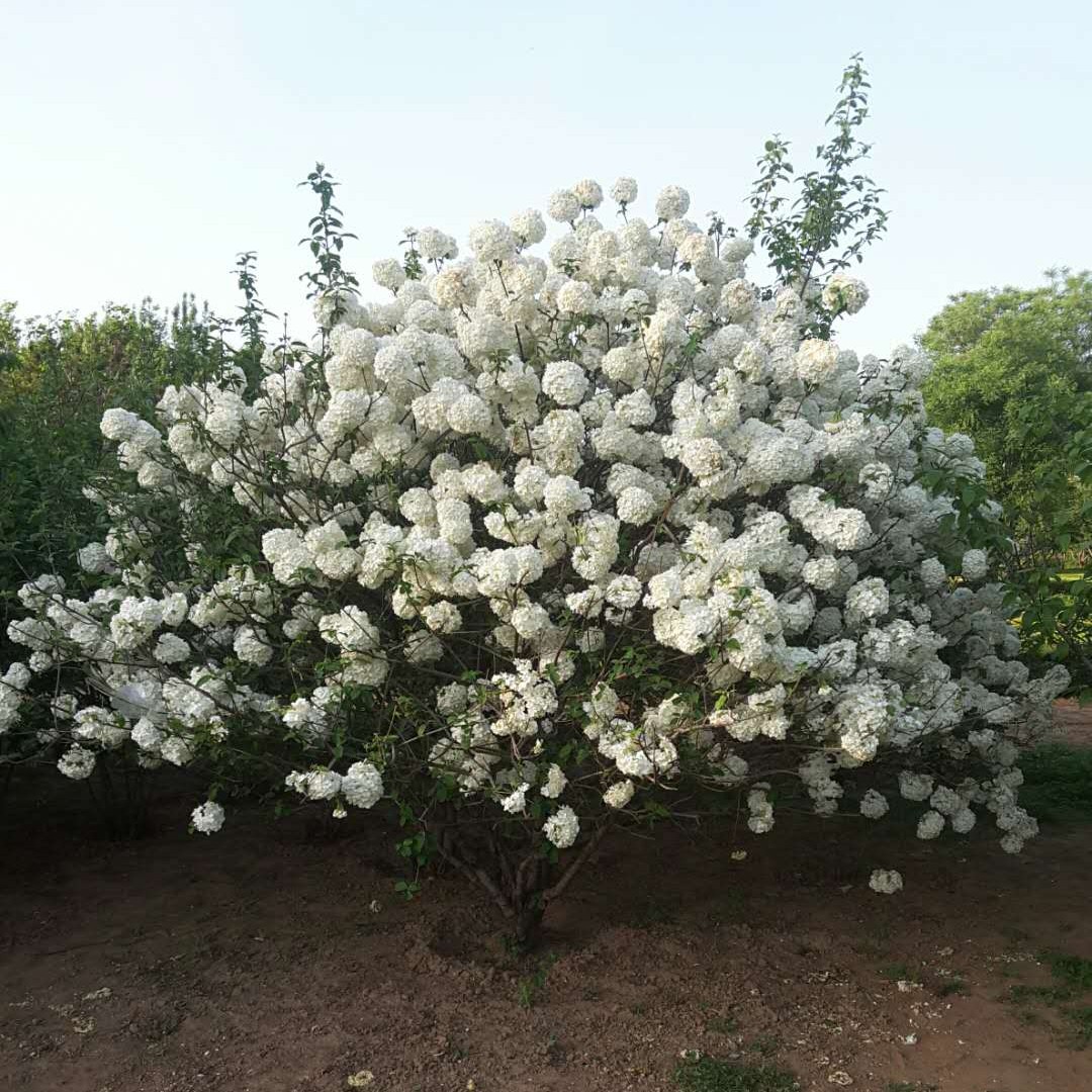 美观庭院包对版带花中华木绣球图片