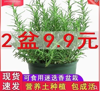 迷迭香盆栽牛排用百里香可食用薄荷叶紫苏新鲜罗勒苗香草植物调料