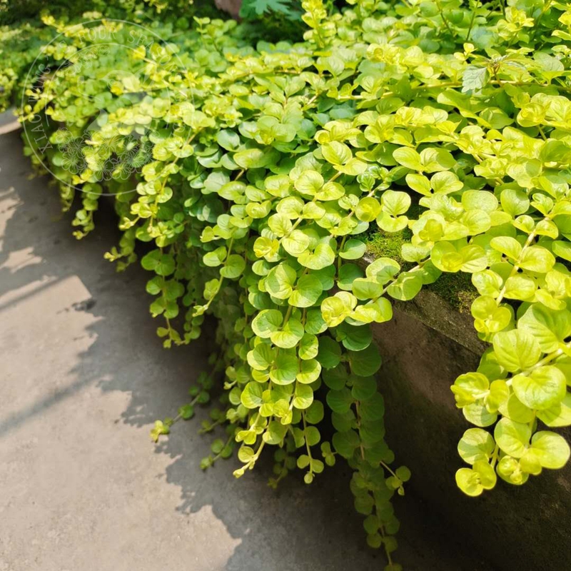 黄金过路黄盆栽多年生地被矮生植物花园庭院花坛垂吊边缘观叶常绿